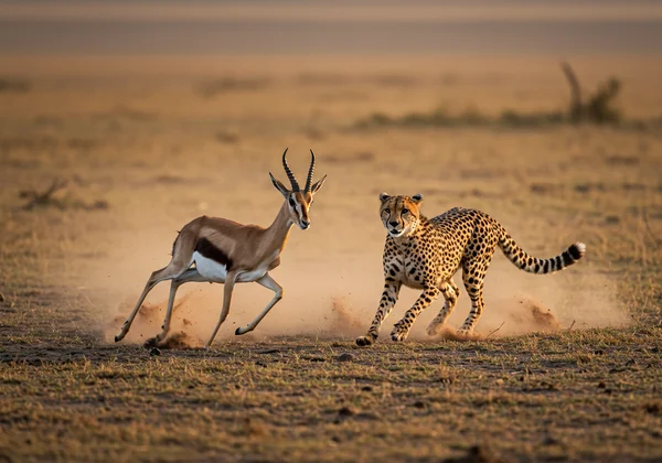 Cheetah chasing a gazelle, showing animal reflexes