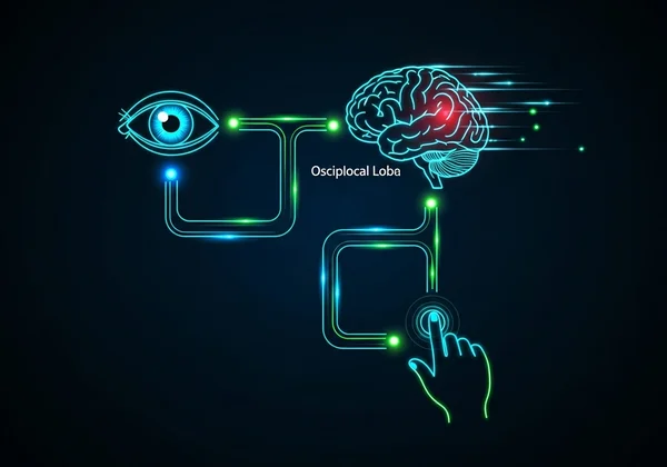 反应时间神经通路图